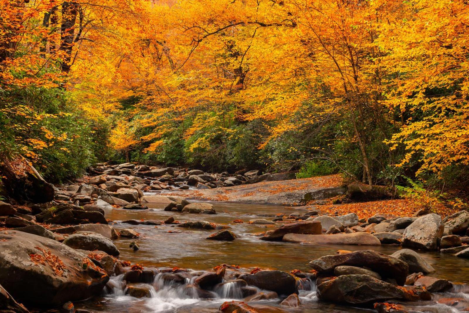 Romantic, Honeymoon Cabin In The Smokies! Gatlinburg Zewnętrze zdjęcie